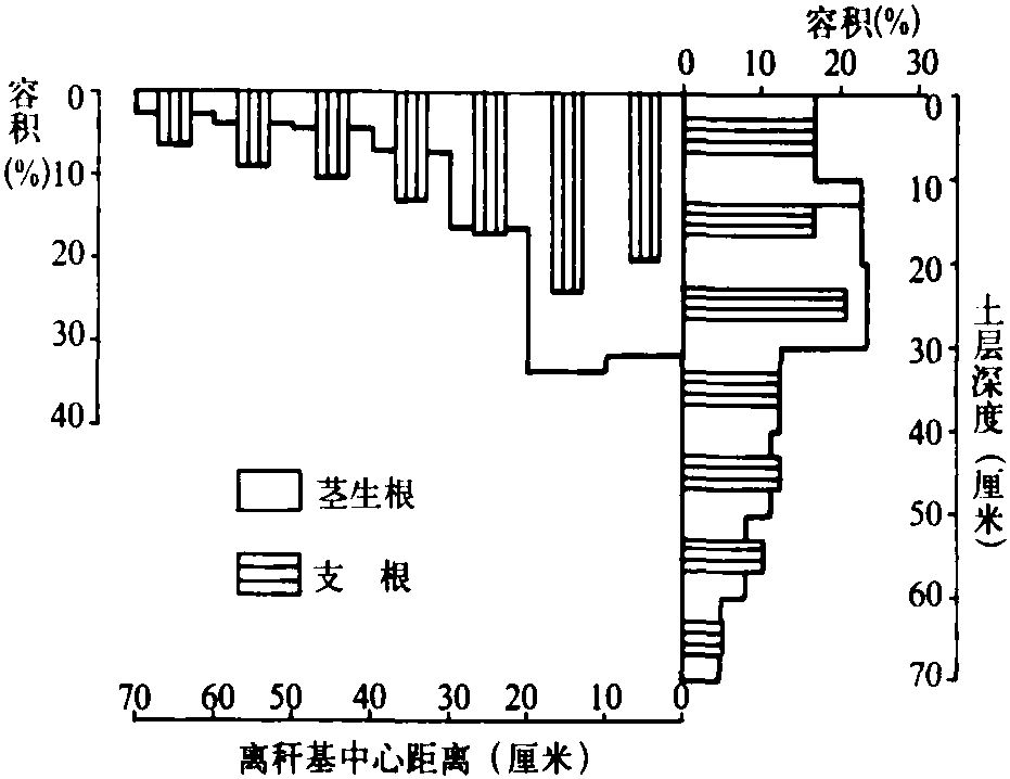 二、竹林群體生長(zhǎng)